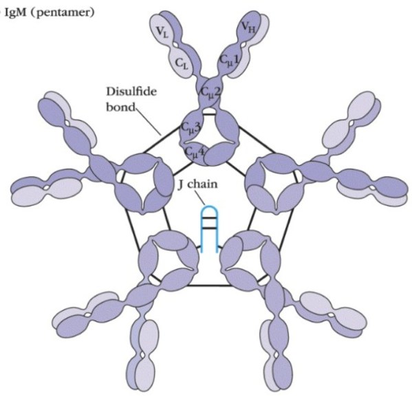人體中天然存在的IgM抗體分子示意圖