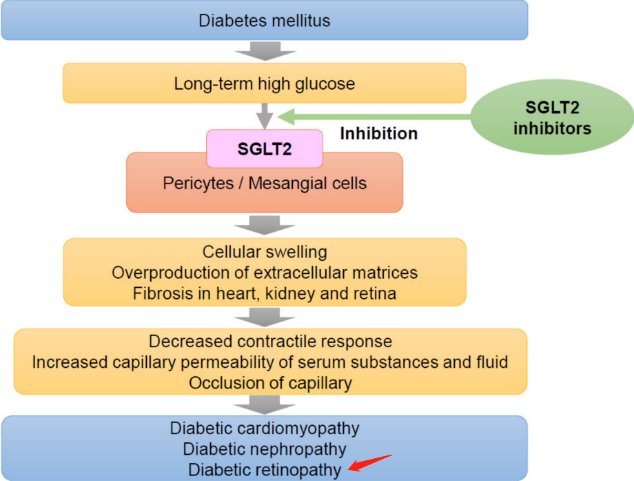 SGLT2在糖尿病心肌病、肾病和视网膜病中的作用机制