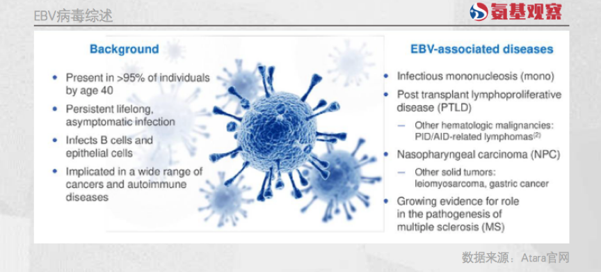 EBV病毒综述