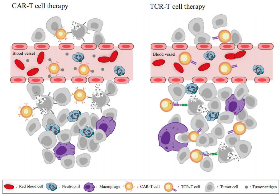 CAR-T和TCR-T细胞不同的体内过程