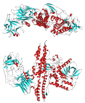 A型肉毒杆菌毒素蛋白结构