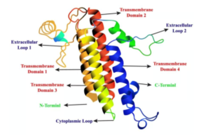Claudin18.2蛋白结构