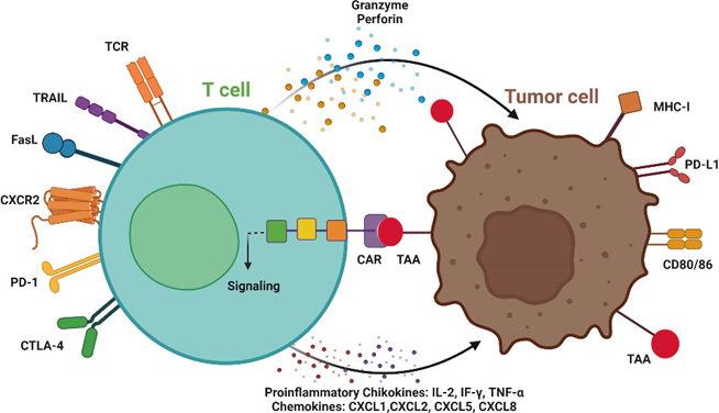 CAR-T细胞疗法作用机制