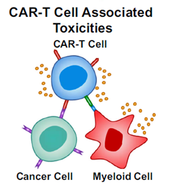 CAR-T细胞相关的毒 性