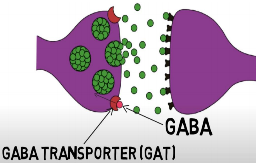 GABA药物的作用机制