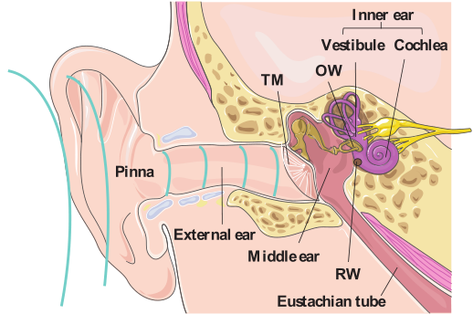 人耳部解剖学结构特征