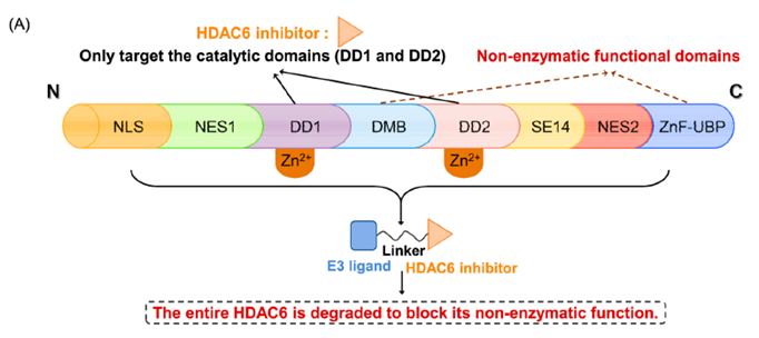 HDAC6 的结构域