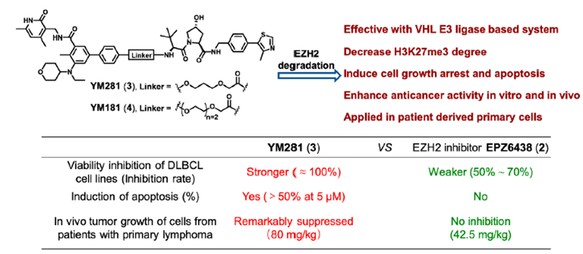 靶向EZH2 PROTAC YM281 (3)和YM181 (4)的化学结构