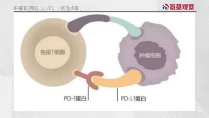 肿瘤细胞PD-L1/PD-1逃逸机制