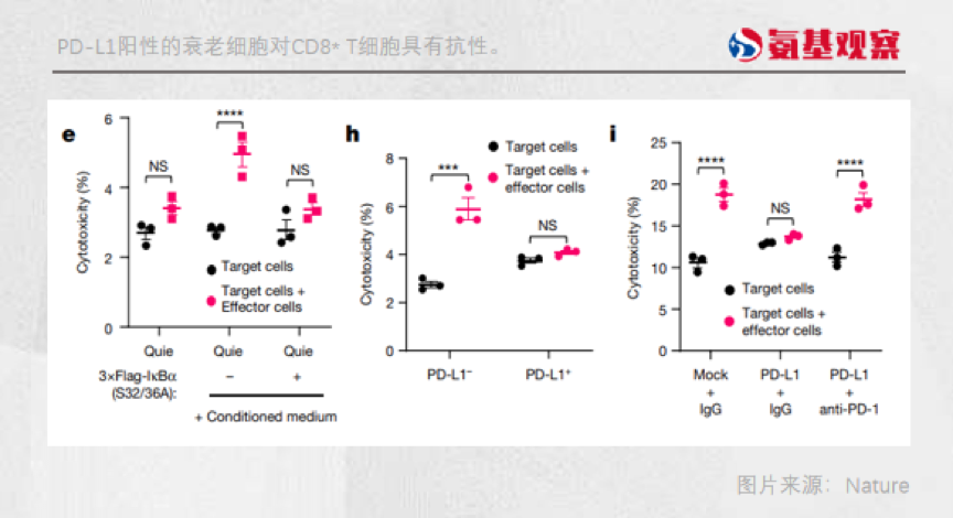 PD-L1阳性的衰老细胞对CD8*T细胞具有抗性