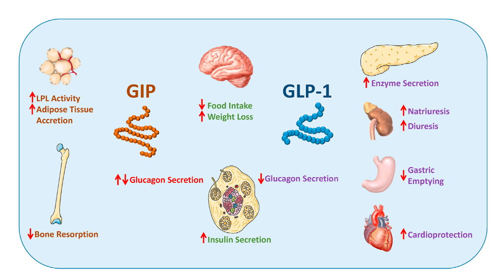 GIP和GLP-1在各个组织器官的代谢情况