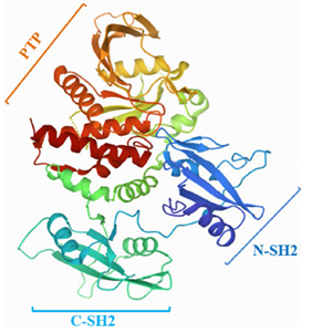 SHP2的蛋白结构