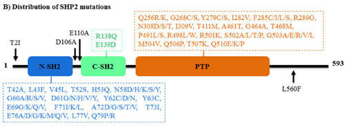 SHP2的突变类型