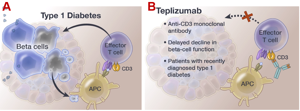 Teplizumab作用机制