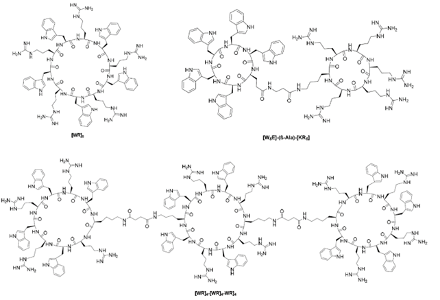 包含精氨酸與色氨酸殘基的單環(huán)、雙環(huán)、三環(huán)細(xì)胞穿透環(huán)肽的化學(xué)結(jié)構(gòu)。