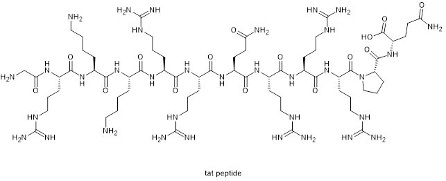 Tat肽化學(xué)結(jié)構(gòu)