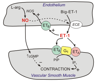 内皮素-1（ET-1）影响血管平滑肌的作用机制