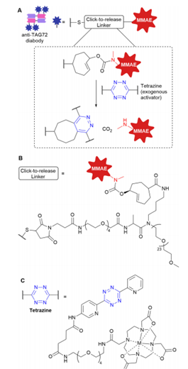 （图A）反环辛烯与四嗪类外源激活剂的点击反应致抗TAG72非内化ADC“点击释放”的结构和机制。（图B）连接体的结构(C)四嗪外源激活剂的结构