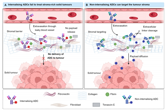 （图A）经典内化ADCS治疗有致密细胞外基质的实性肿瘤。（图B）肿瘤基质靶向治疗(CAST)的方法。