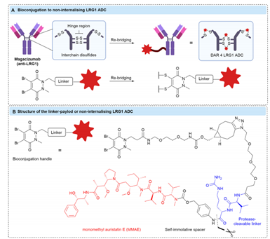非内化抗Gal-3-BP ADC的结构和机制