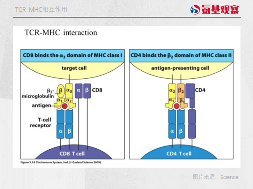 TCR-MHC相互作用
