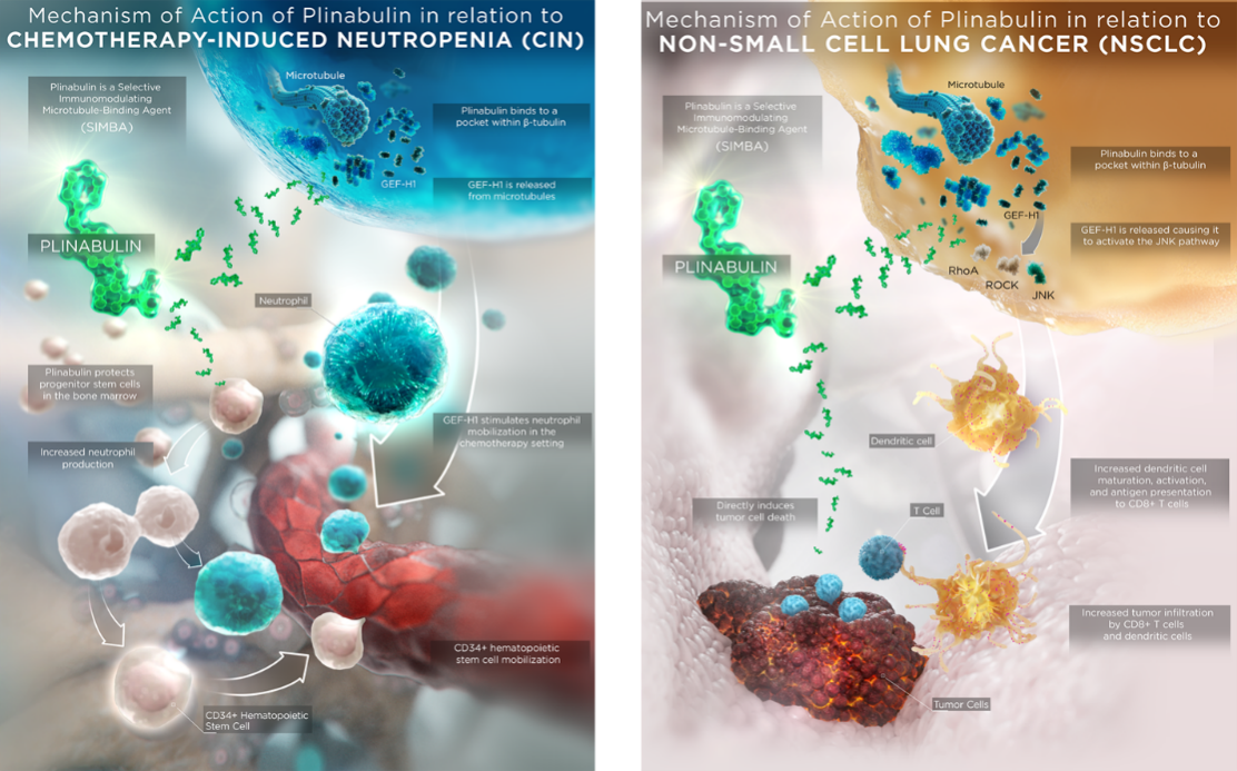 普那布林预防CIN（左图） 治疗非小细胞肺癌（右图）的作用机理