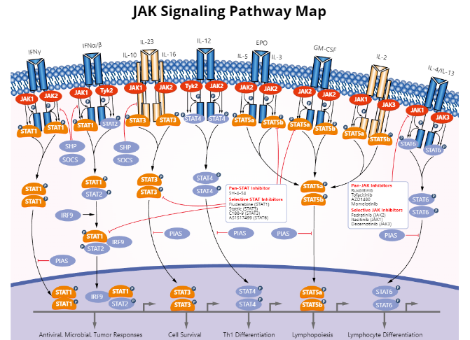 JAK激酶信号通路及其抑制剂的开发现状及可用于科研的化合物整理