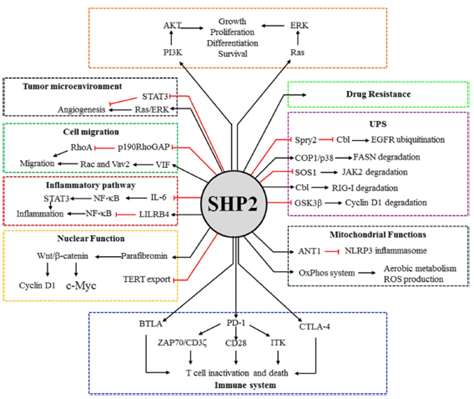SHP2多样的生物学功能