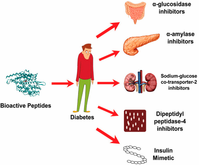 生物活性肽对于II 型糖尿病患者的抗糖尿病作用