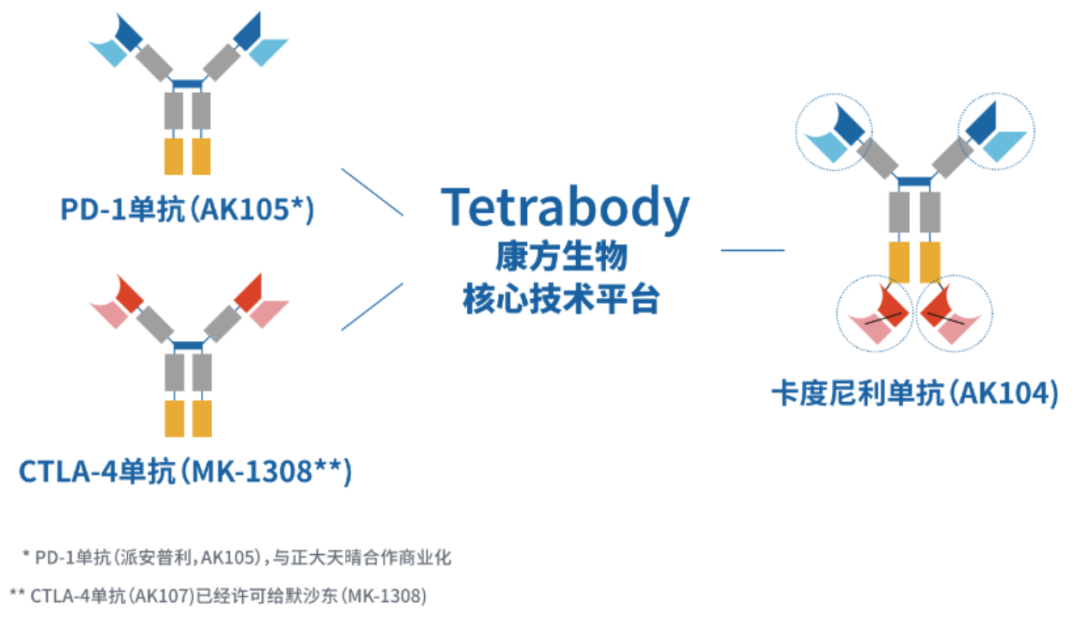 康方生物的Tetrabody核心技術(shù)平臺