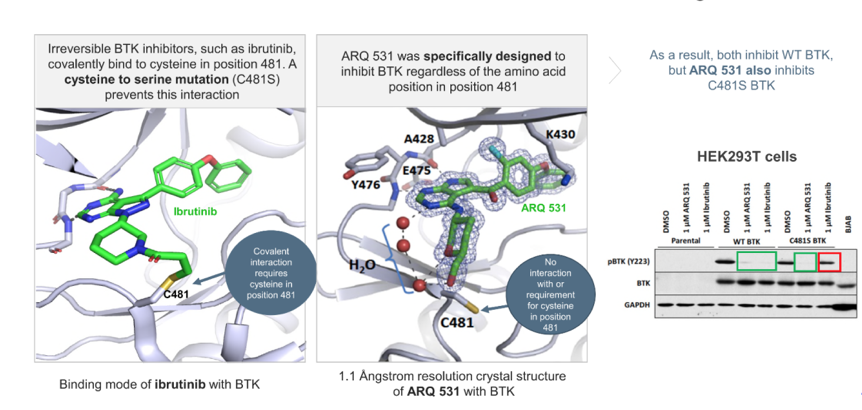 伊布替尼和MK-1026不同的结合BTK蛋白模式