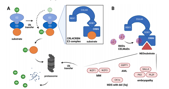 .CRL4CRBN E3连接酶复合物泛素化研究进展