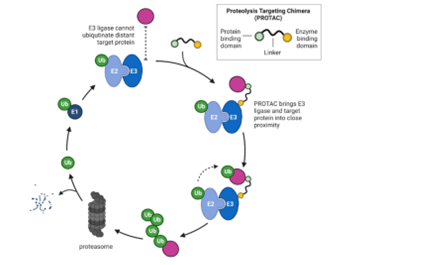 PROTAC介导的靶向蛋白质降解的机制