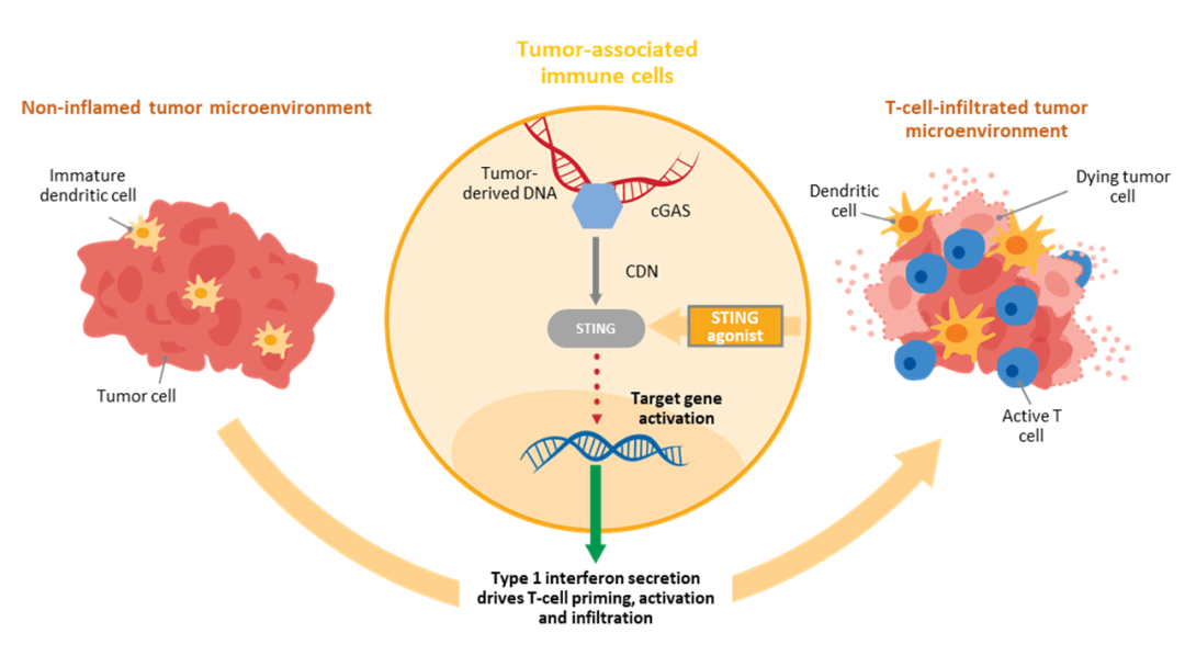  STING激動(dòng)劑治療腫瘤的機(jī)制