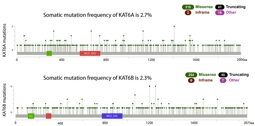 KAT6A/KAT6B的在各种肿瘤中的突变情况