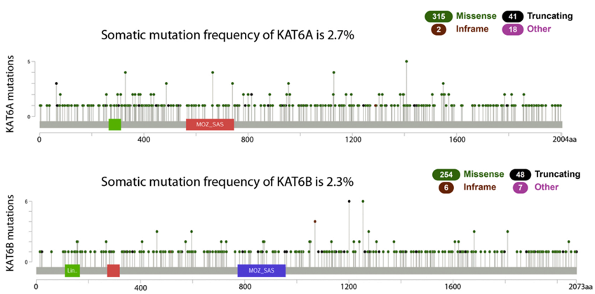 KAT6A/KAT6B的在各種腫瘤中的突變情況