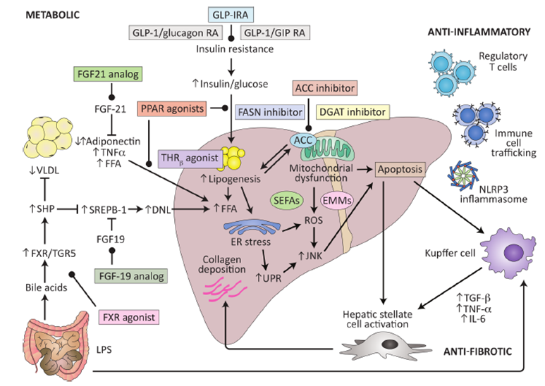 治療NASH的潛在藥物靶點