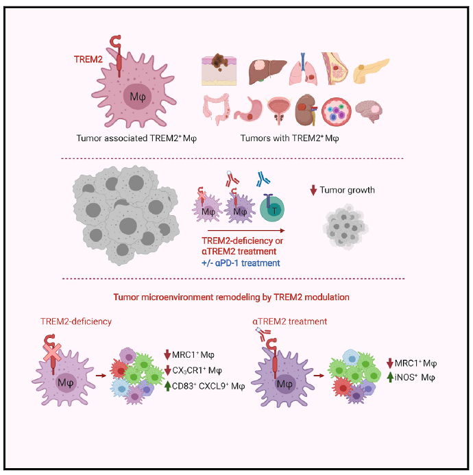  TREM2在肿瘤细胞中的免疫调节