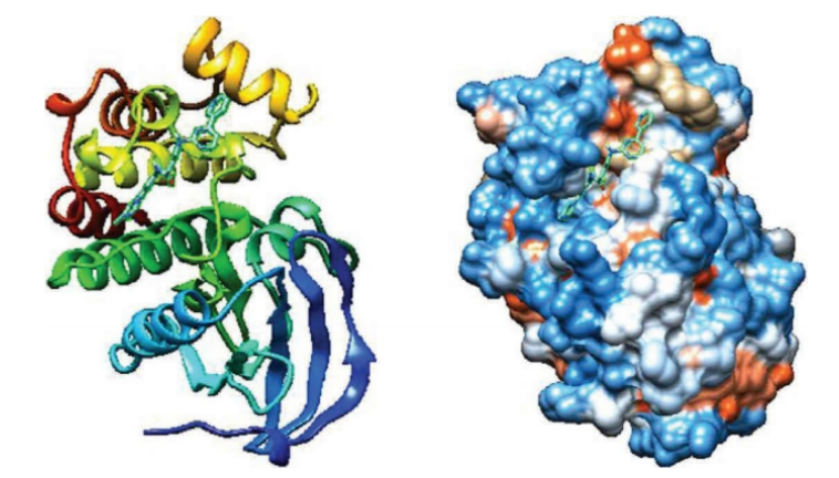 尼洛替尼分子与ILK蛋白分子对接3D图