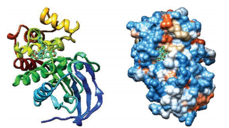 替尼泊苷分子与ILK蛋白分子对接3D图