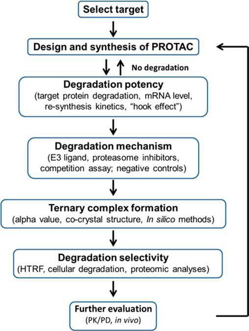 PROTAC在分子水平上的开发过程