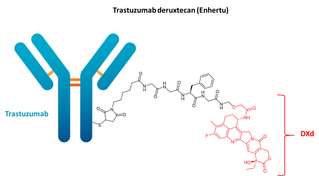 Trastuzumab deruxtecan(Enhertu)
