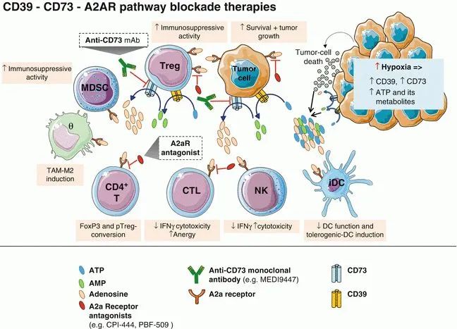 CD39-CD73-A2AR pathway blockade therapies