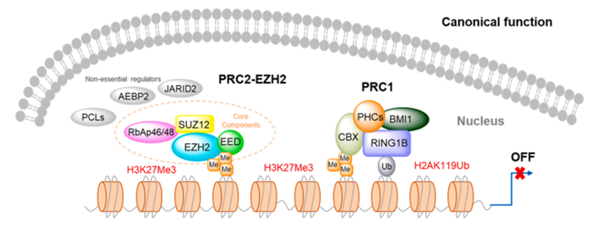 PRC1和PRC2复合物
