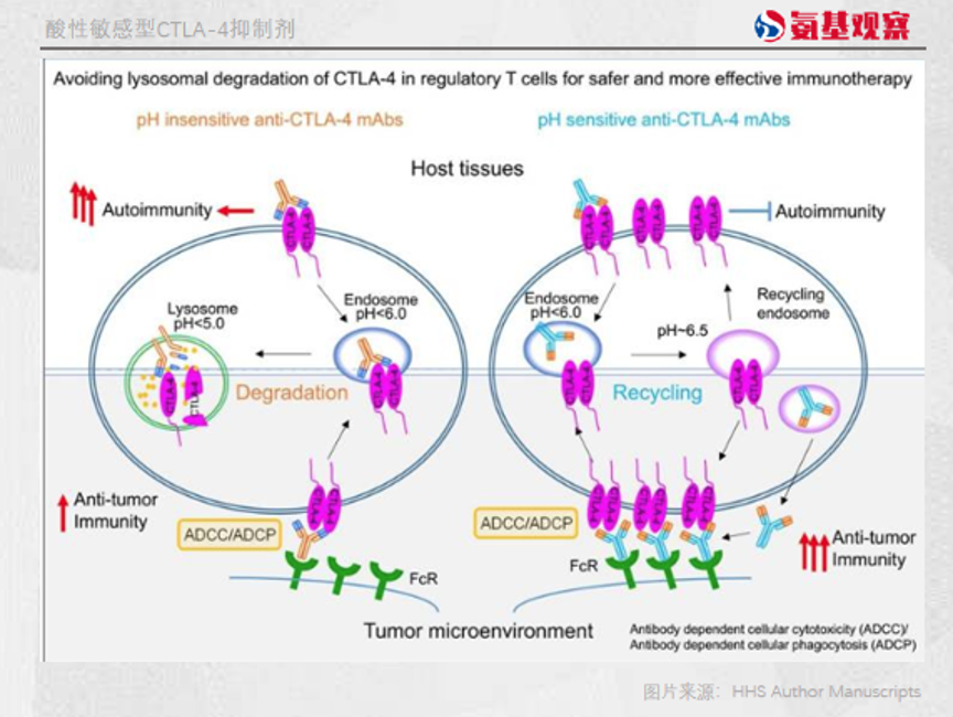 酸性敏感型CTLA-4抑制剂