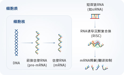 SiRNA的作用机制