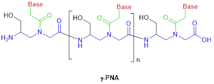  γ-PNA化學(xué)結(jié)構(gòu)