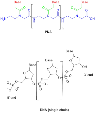 PNA與DNA (單鏈) 化學(xué)結(jié)構(gòu)