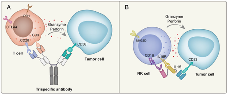 三特异性抗体构建介导的免疫细胞杀伤肿瘤细胞的作用机制