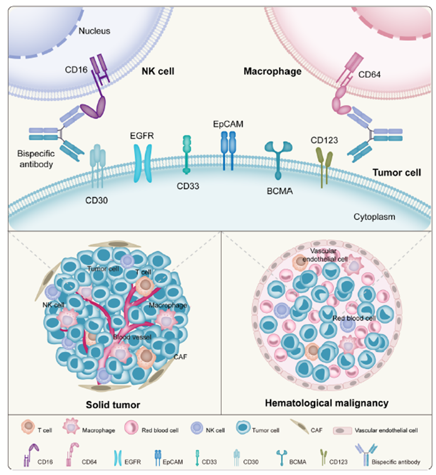 bsAb介导的先天免疫细胞杀死肿瘤细胞的示意图